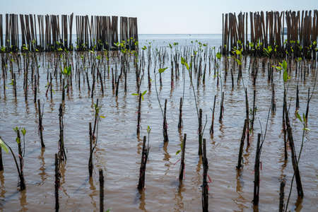 Young plant Mangrove Tree of Mangrove Forest, Mangrove planting activities at tropical mangrove forest in tropical wetland area.の写真素材