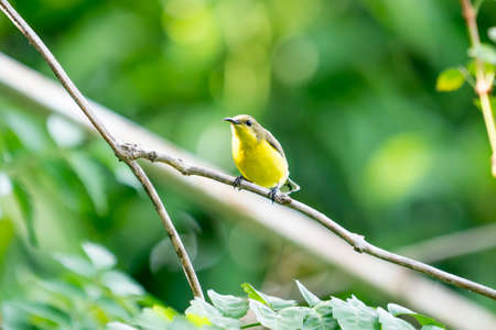 Olive backed Sunbird in the garden on morning of spring season.の写真素材