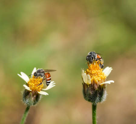 Bee collecting pollen at yellow flower on natural blur yellow flower field background, Bee flying over the yellow flower in blur background.の写真素材