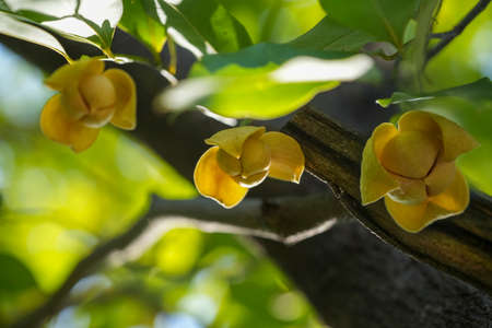 Yellow Rumdul flower or White cheesewood over green natural Blur background, Kingdom of Cambodia or...