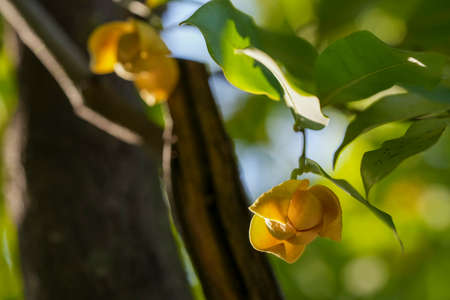 Yellow Rumdul flower or White cheesewood over green natural Blur background, Kingdom of Cambodia or White cheesewood blooming with fragrant smell on a beautiful tree.の写真素材