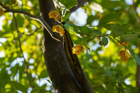 Yellow Rumdul flower or White cheesewood over green natural Blur background, Kingdom of Cambodia or White cheesewood blooming with fragrant smell on a beautiful tree.の写真素材