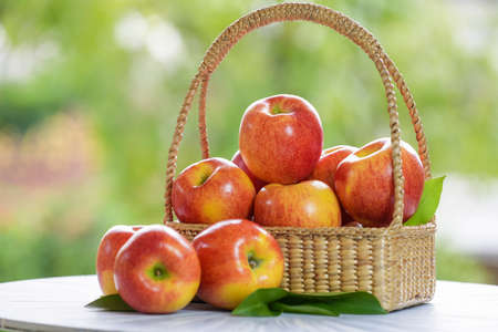 Fresh Red apple in basket over blurred greenery background, US. Red Envy apple in wooden basket on wooden table in garden.の写真素材