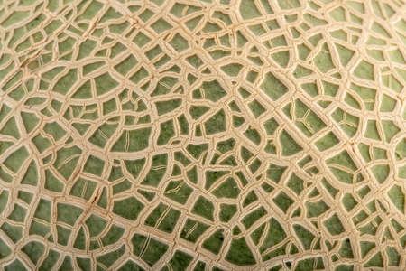 Green melon texture natural pattern, Close up of cantaloupe melon peel for background.の写真素材