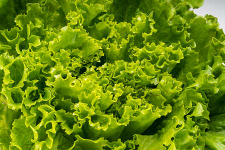 Close up of fresh frilled lettuce, Green curly Lettuce leaves for Healthy salad.の写真素材
