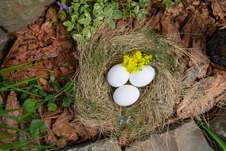 White Easter eggs lie in a nest of straw in outdoor. yellow flower, yellow mahonia. Close up. No people. Concept of the Christian holiday of Holy Easterの写真素材