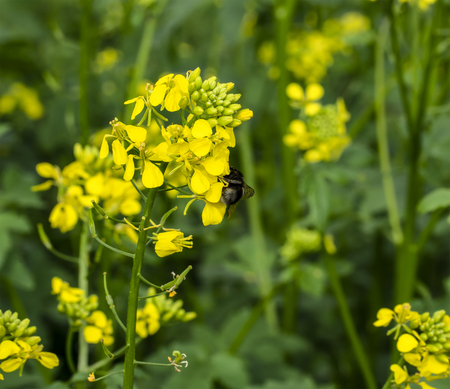 Bumblebee gathers nectar from a flower and pollinat. Mustard fields.の写真素材
