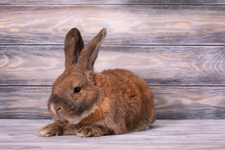 Dwarf rabbit breed sheep lies with raised ears.の写真素材