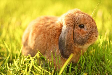 Little lop-eared rabbit sits on the lawn. Dwarf rabbit breed ram at sunset sun. Summer warm day.の写真素材