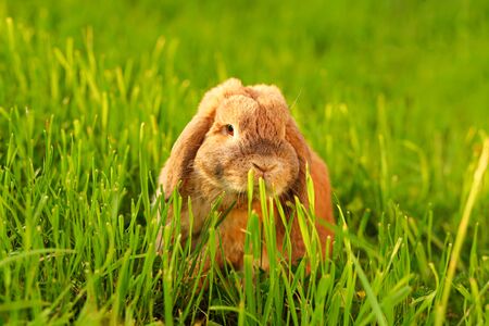 Little lop-eared rabbit sits on the lawn. Dwarf rabbit breed ram at sunset sun. Summer warm day.の写真素材