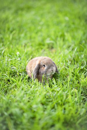 Little lop-eared rabbit sits on the lawn in park. Dwarf rabbit breed ram at sunset sun. Summer warm...