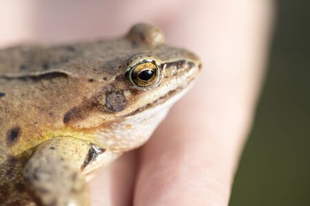 A witty frog sits on a mans hand. Beautiful little swamp frog.の写真素材