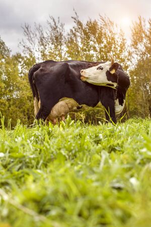 A spotted black and white cow grazes in a pasture. Cow in the sunset rays of the sun.の写真素材