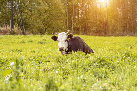 A spotted black and white cow grazes in a pasture. A cow lies on the grass in the sunset rays of the sun.の写真素材
