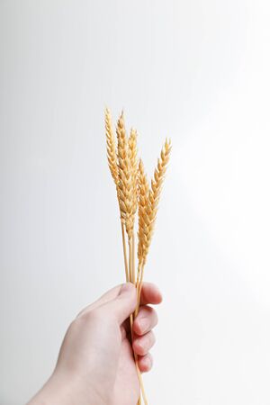 Man holds wheat in his hand on a white background. Bouquet of rye.の写真素材