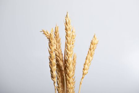 Golden wheat lies on a white table. Rye stalks on a white background.の写真素材