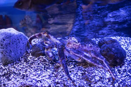 Kamchatka crab close-up. Paralithodes camtschaticus moves antennas. Underwater shooting.の写真素材
