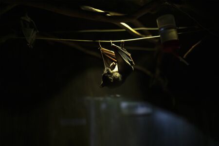 Egyptian flying dog Nile winged Rousettus aegyptiacus hangs upside down and eats fruit. Bat in the darkness.の写真素材