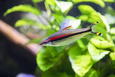 Denison barb fish in the aquarium.の写真素材