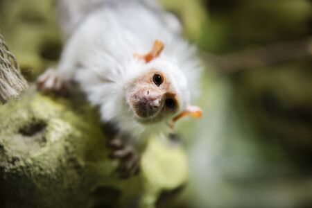 Silver marmoset looking at the camera.