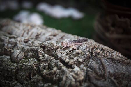 A cricket sits on a tree branch.の写真素材