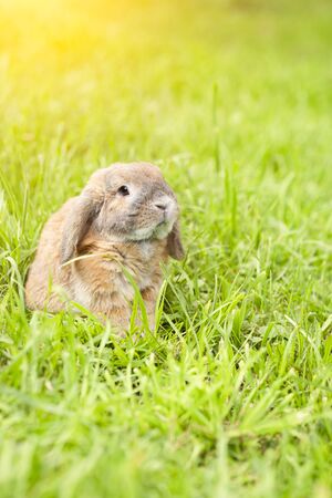 Holland fold rabbit is sitting on a green lawn. Holland Lop. A sheep rabbit breed is sitting on the grass at sunset.の写真素材