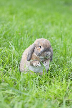 Dutch fold rabbit is sitting on green grass. Dwarf Dutch ram rabbit. Holland Lop.の写真素材
