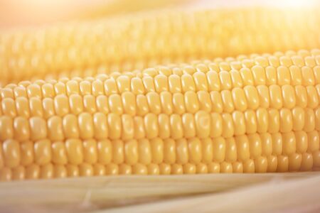 The cob of ripe cut corn sugar lies in a wicker basket. Yellow corn kernels.の写真素材