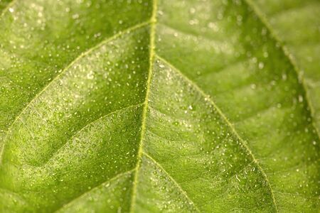Drops of water on a leaf of a plant.の写真素材