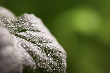 Drops of water on a leaf of a plant.の写真素材