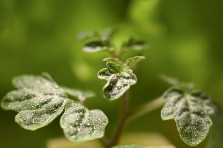 Drops of water on the leaves of a tomato.の写真素材