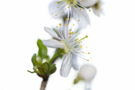 A branch of blooming cherry. White flowers of a cherry.の写真素材
