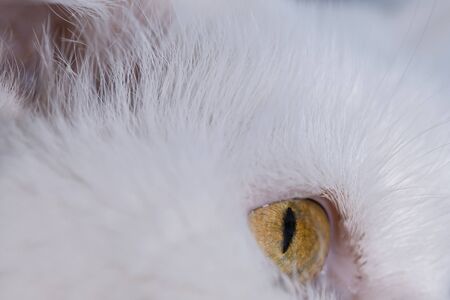 White cat with brown eyes.の写真素材