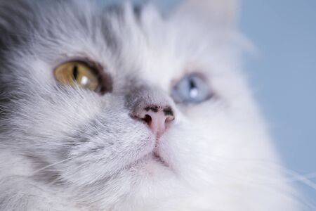 White cat with multi-colored eyes.の写真素材