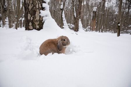 Dutch rabbit sits in the snow.の写真素材