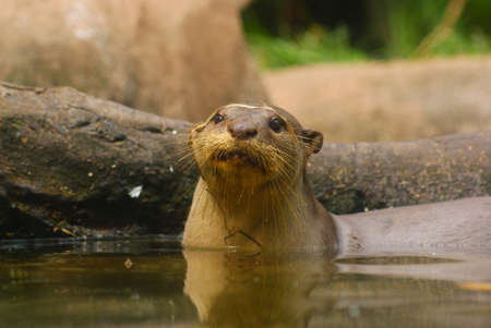 otterの写真素材