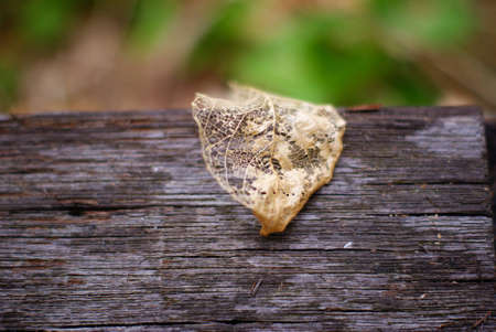 a dry leaf on a woodの写真素材