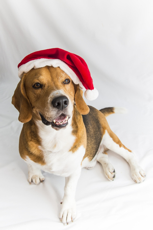 surprised santa dog, cute beagle in Santa Claus costume isolated on white backgroundの写真素材