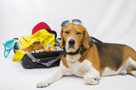 The beagle dog sits in a suitcase with glasses and is waiting for the trip. Traveling with a dog.の写真素材
