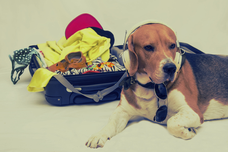 The beagle dog sits in a suitcase with glasses and is waiting for the trip. Traveling with a dog.の写真素材