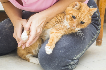 clipping claws and caring for a cat at home, a young pretty woman caring for a red catの写真素材