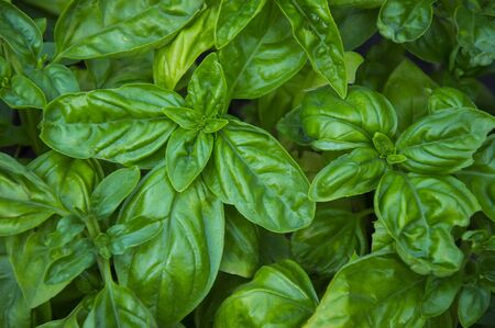 Bush basil straight on the bed, bright, green, juicy leafletsの写真素材