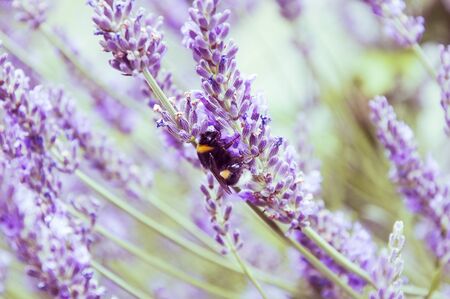 Buds of fluffy, but blooming bright fragrant lavender on a juicy green background, bright, saturated photo. Evening shot, floral backgroundの写真素材