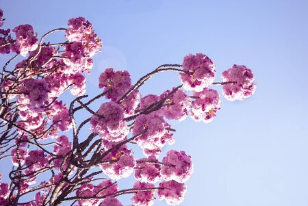 large sakura flowers against the blue sky, there is free space for text.の写真素材