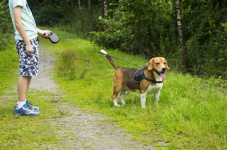 walking with Beagle dog in the summer parkの写真素材