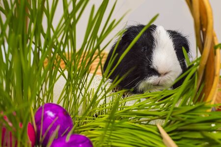 Guinea pig found Easter eggs in a basket with sprouted wheat.の写真素材