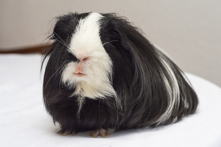 Long-haired guinea pig of black and white color.の写真素材