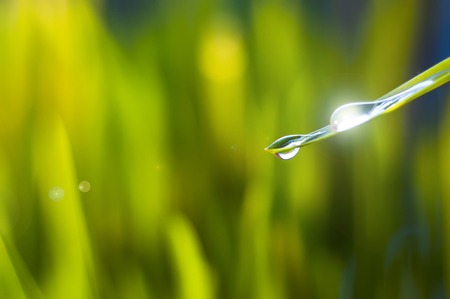 Fresh green grass with dew dropsの写真素材