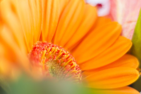 Gerbera closeup with shallow depth of fieldの写真素材