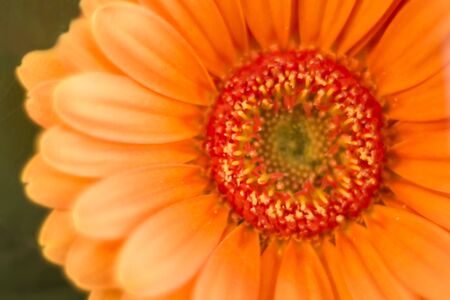 Gerbera closeup with shallow depth of fieldの写真素材